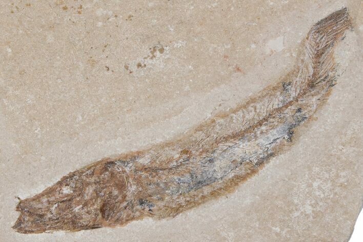 Cretaceous Fossil Fish - Lebanon #218839